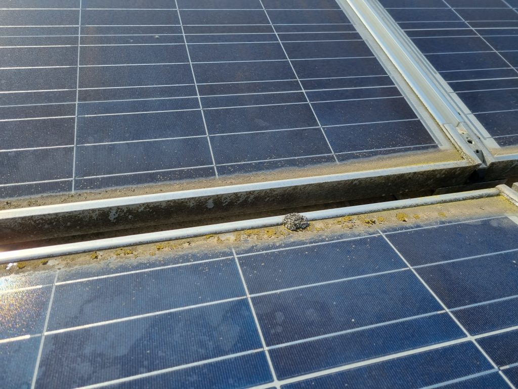 lichen on solar pv panel
