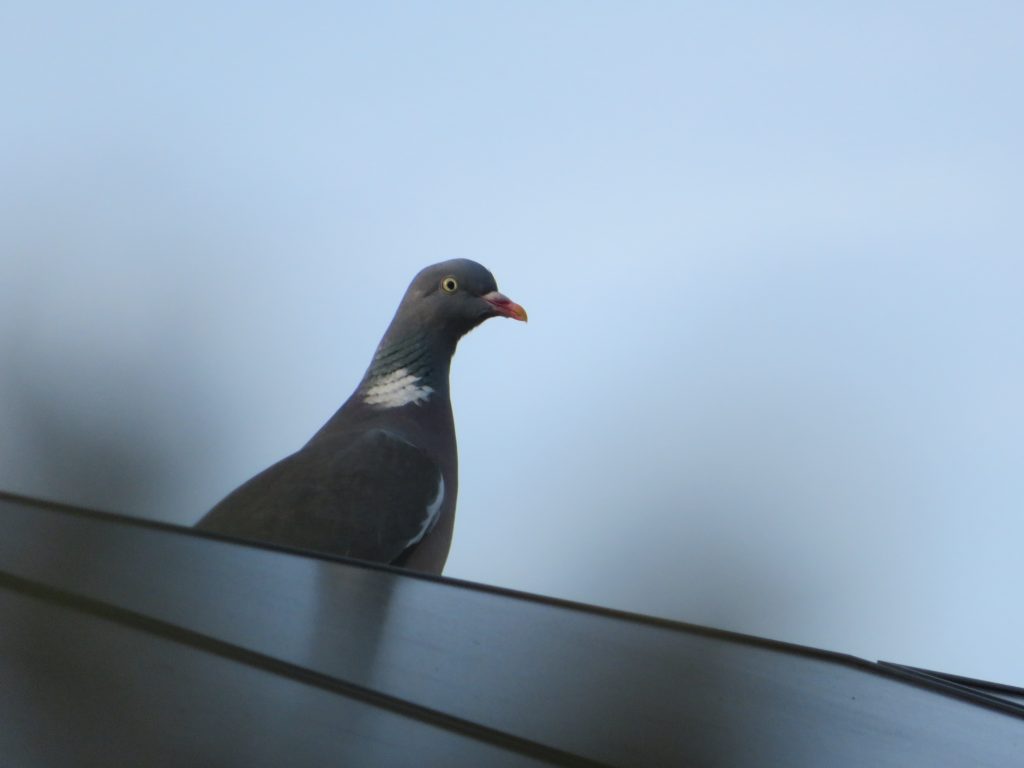 pigeon on solar panels